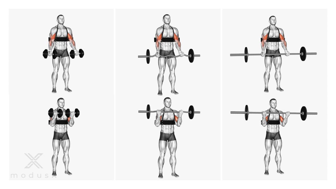 Bizeps Curls mit dem Bizeps Blaster / Isolator