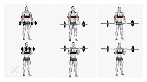 Bizeps Curls mit dem Bizeps Blaster / Isolator
