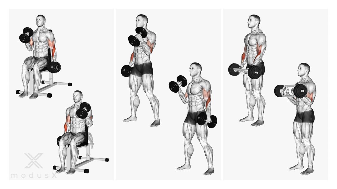 Bild zum Thema Hammer Curls