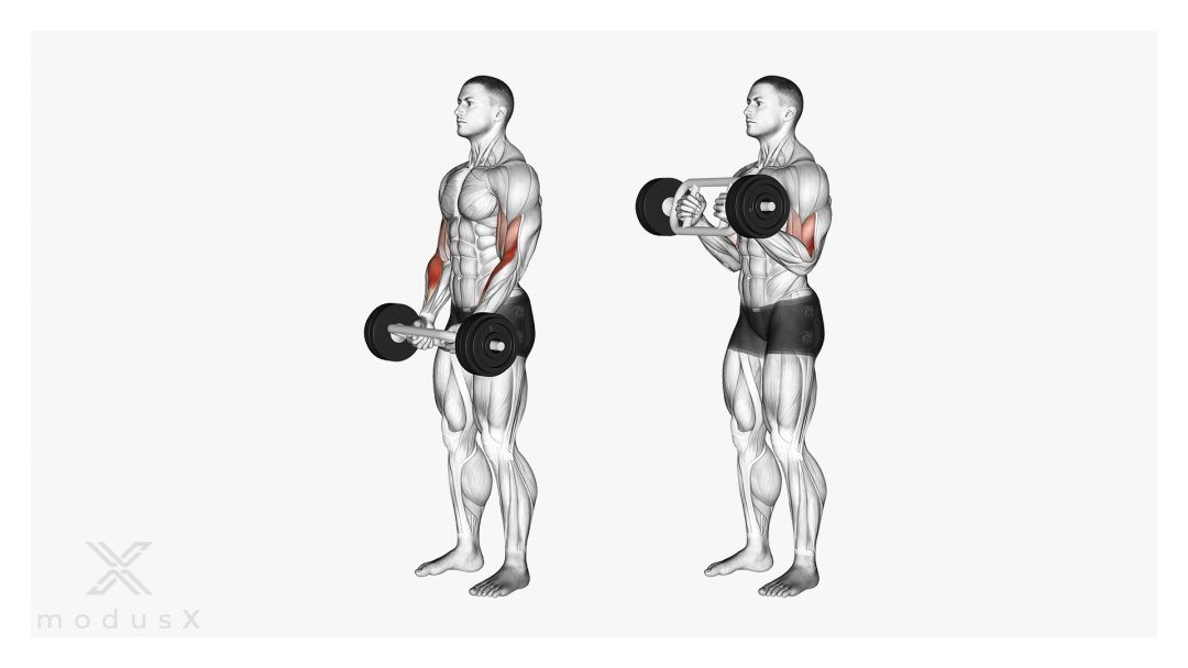 Bild zum Thema Hammer Curls mit der Trizepsstange