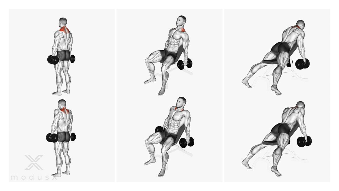 Kurzhantel Shrugs / Dumbbell Shrugs