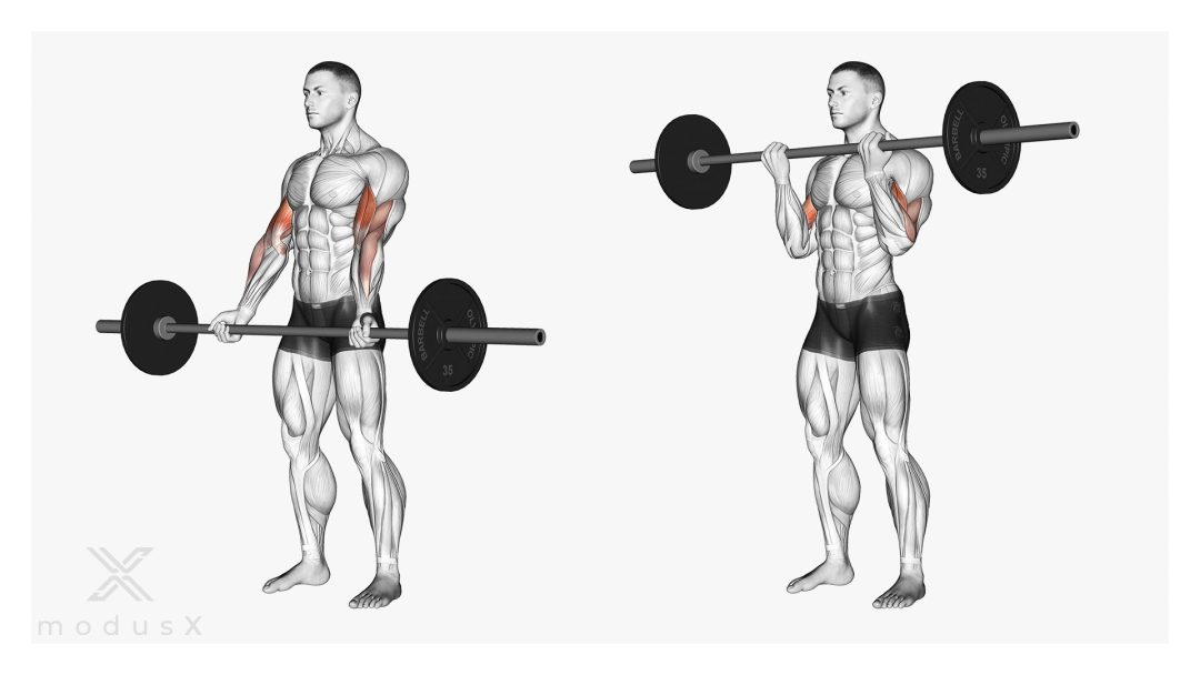 Langhantel Curls für den Bizeps (klassisch)