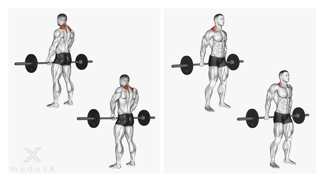 Langhantel Shrugs / Barbell Shrugs