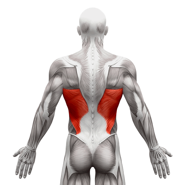 Latissimus