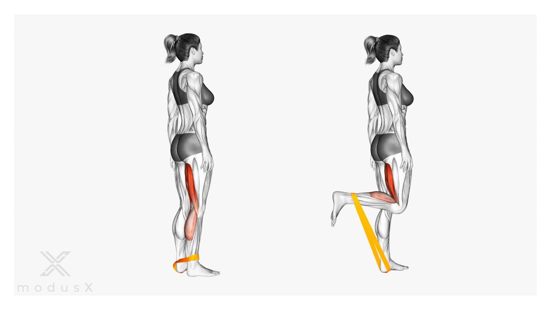 Bild zum Thema Leg Curls mit dem Theraband