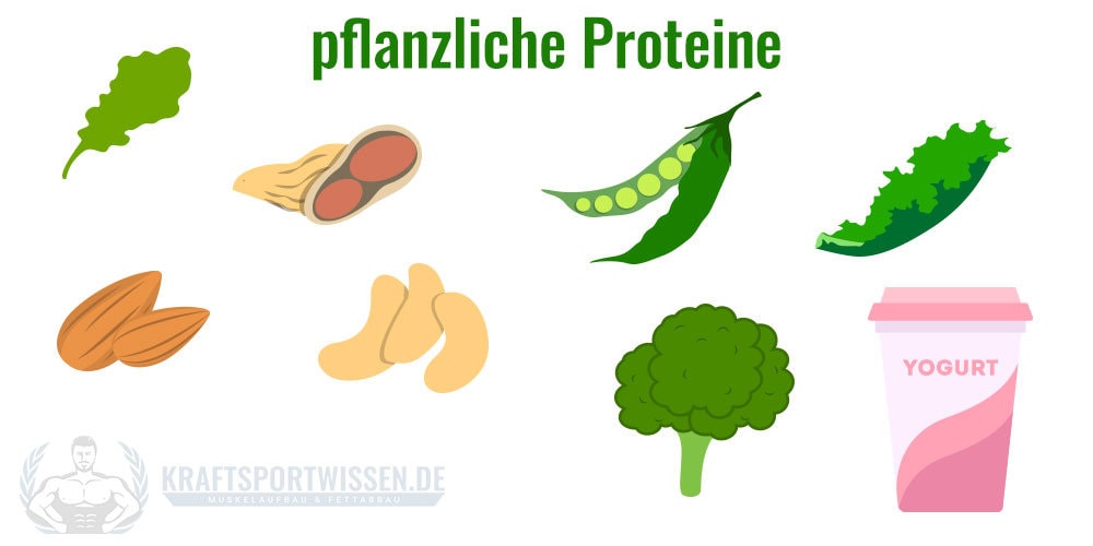 pflanzliche Eiweißquellen