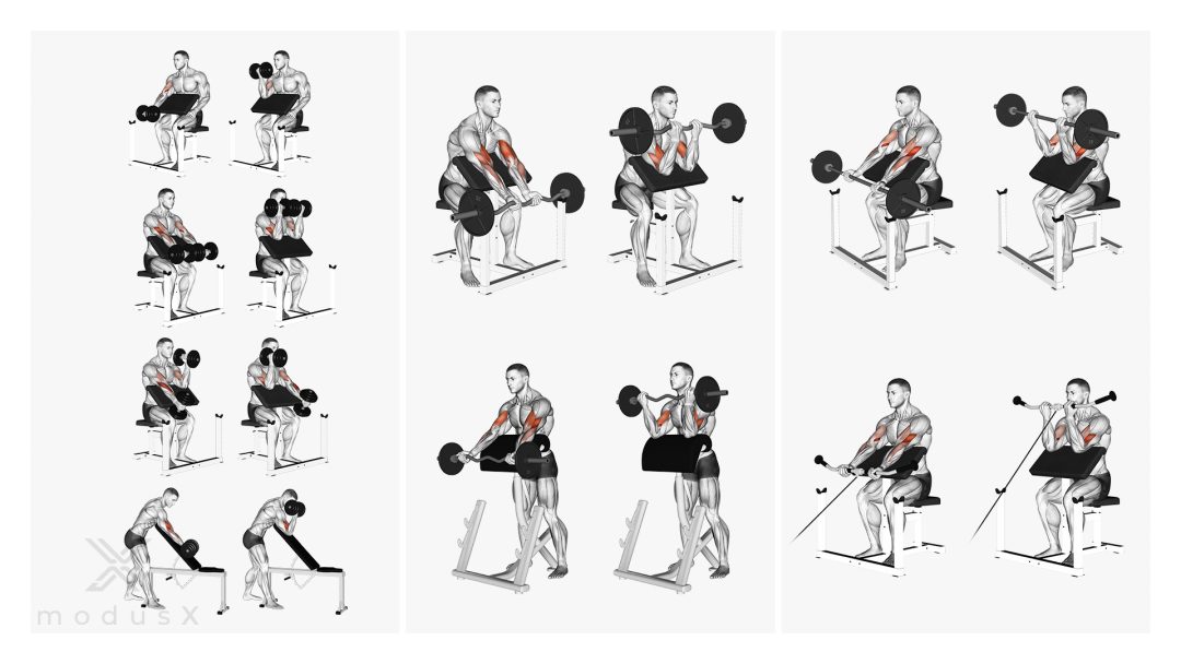 Bild zum Thema Scott Curls / Preacher Curls