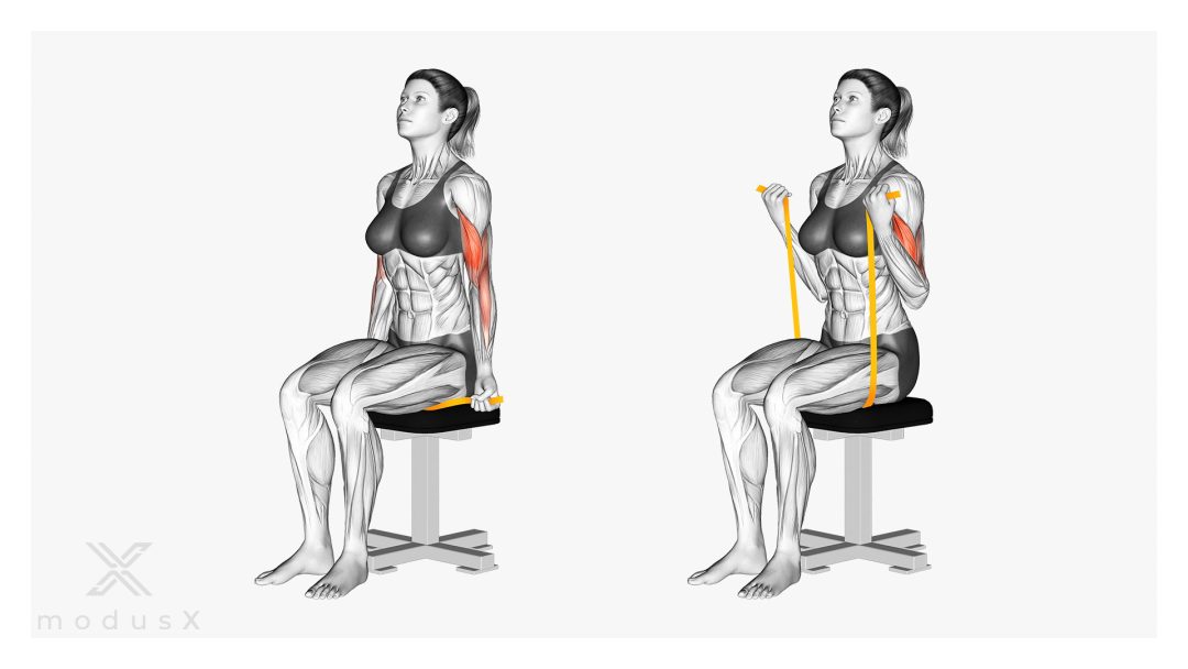 Bild zum Thema Theraband Bizeps-Curls im Sitzen